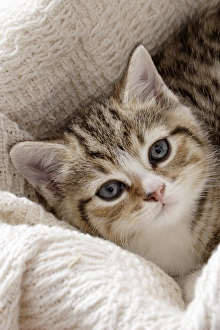 Cute Prints: Domestic Cat, tabby-and-white kitten, laying on blanket, close-up of head, England