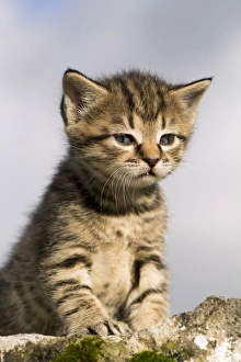 Carnivore Prints: Domestic Cat, tabby kitten, exploring outdoors, England, November