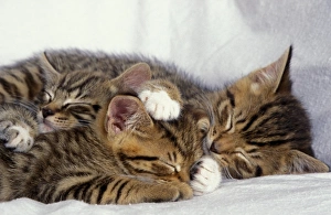 Kitten Prints: Domestic Cat, three tabby kittens sleeping, huddled together