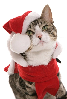 Christmas Prints: Domestic Cat, Tabby and White, adult, dressed in Christmas costume, close-up of head
