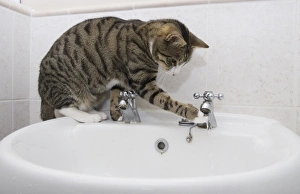 Rooms Prints: Domestic Cat, tabby and white, adult female, drinking from sink tap in bathroom, England