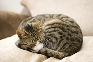 Domestic Cat, tabby and white, adult female, sleeping on chair, England, march