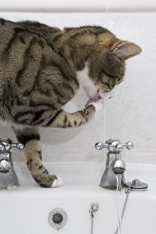 Domestic Cat, tabby and white, adult female, drinking from sink tap in bathroom, England