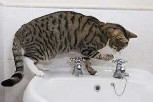 Domestic Cat, tabby and white, adult female, drinking from sink tap in bathroom, England