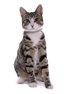 Cutout Prints: Domestic Cat, tabby, young female, with collar, sitting