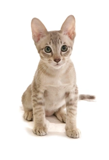 Domestic Cat, Tonkinese, blue tabby mink, male kitten, sitting