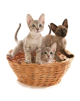 Domestic Cat, Tonkinese, blue tabby mink, three male kittens, in basket
