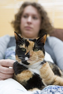 Tortoise Shell Prints: Domestic Cat, tortoiseshell adult female, sitting on lap of owner, England, february