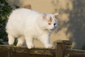 Domestic Cat, Turkish Van, adult, walking along garden fence, England, may