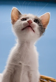 Kitten Prints: Domestic Cat, white and tortoiseshell kitten, looking up