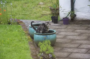 Containers Prints: Domestic Cat, young male tabby, using flower container as toilet, Scotland, july