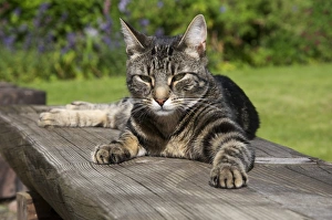 Laying Prints: Domestic Cat, young male tabby, resting on bench in garden, Scotland, july