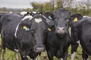Domestic Cattle, A2 Holstein cows (A2 milk is becoming popular as an alternative to milk with A1 beta casein to which)