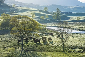 Cows Prints: Domestic Cattle, Aberdeen Angus beef herd