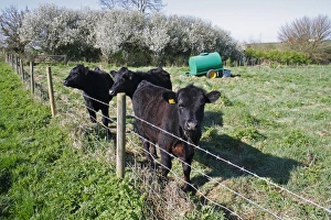 Supply Prints: Domestic Cattle, Aberdeen Angus calves