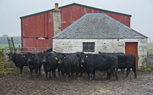 Youngstock Prints: Domestic Cattle, Aberdeen Angus cows and calves