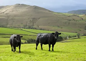 Crossbreed Prints: Domestic Cattle, Aberdeen Angus x Limousin suckler cows
