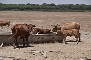 Domestic Cattle, Andalucian Long-horned Cattle, Andalucia, Southwest Spain