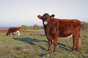Wildlife Trust Prints: Domestic Cattle, beef bullocks