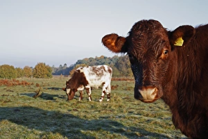 Wildlife Trust Prints: Domestic Cattle, beef bullocks
