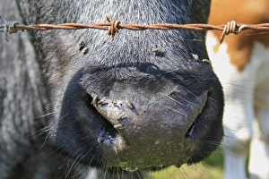 Wire Prints: Domestic Cattle, beef calf, close-up of nose with flies