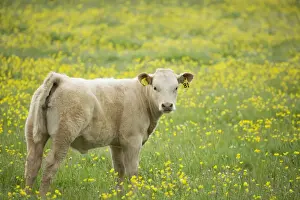 Orkney Prints: Domestic Cattle, beef calf, standing in pasture with flowering buttercups