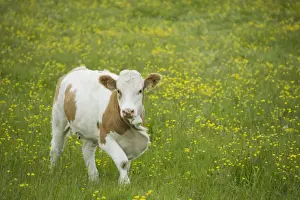 Domestic Cattle, beef calf, standing in pasture with flowering buttercups, Mainland, Orkney, Scotland, june
