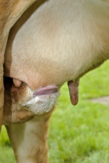 Suckles Prints: Domestic Cattle, beef calf suckling from mother