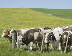 Orkney Prints: Domestic Cattle, beef calves, herd standing beside barbed wire fence in pasture
