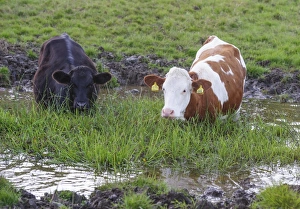 Young Stock Prints: Domestic Cattle, beef calves, standing in farm pond