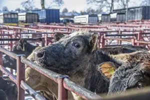 Mart Prints: Domestic Cattle, beef cattle, standing in pens at livestock market