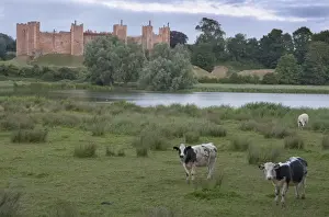 Wildlife Trust Prints: Domestic Cattle, beef cattle standing in wet meadow at edge of lake