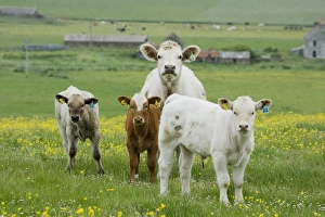 Domestic Cattle, beef cow with three calves, standing in pasture with flowering buttercups, Mainland, Orkney, Scotland, june