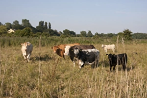 Grazer Prints: Domestic Cattle, beef cows and calves