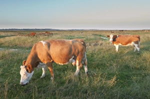 Thames Estuary Prints: Domestic Cattle, beef crossbreed cows, feeding on coastal grazing marsh habitat