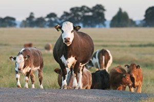 Domestic Cattle, beef crossbreed cows and calves, with ear and neck identification tags