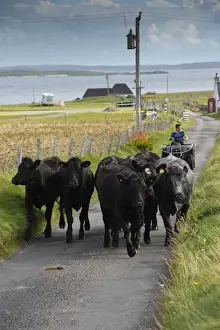 Quads Prints: Domestic Cattle, beef herd being driven along single track road by crofter on quadbike