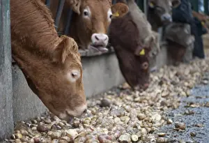 Crossbreed Prints: Domestic Cattle, beef herd, feeding on potatoes through metal feed barrier in feeding yards