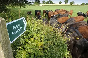 Directions Prints: Domestic Cattle, beef herd, gathered at field edge beside Public Footpath sign