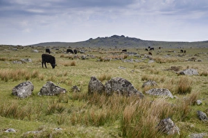 Grazer Prints: Domestic Cattle, beef herd grazing on moorland, Dartmoor, Devon, England, June