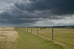 Stormy Prints: Domestic Cattle, beef herd, resting and grazing on coastal pasture under stormclouds