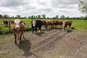 Fenlands Prints: Domestic Cattle, beef herd, standing at gateway in pasture