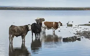 Reservoirs Prints: Domestic Cattle, beef herd, standing in shallow water at edge of disused reservoir