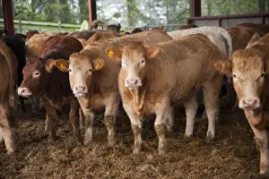 Housed Prints: Domestic Cattle, beef herd, standing in straw feeding yards