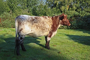 Wildlife Trust Prints: Domestic Cattle, Beef Shorthorn