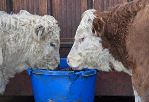 Domestic Cattle, two beef store cattle, close-up of heads, licking feed block, Anglesey, North Wales, December