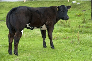 Youngstock Prints: Domestic Cattle, beef suckler calf
