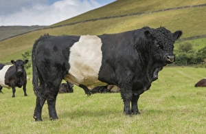 Domestic Cattle, Belted Galloway, bull and cows, standing in pasture, Edale, Peak District N. P