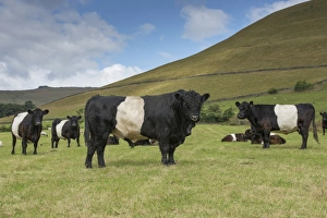 Bull Prints: Domestic Cattle, Belted Galloway