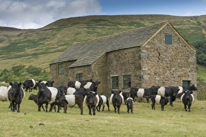 Domestic Cattle, Belted Galloway, bull, cows and calves, herd standing in pasture beside stone field barn, Edale